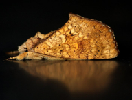 můra (Lepidoptera: Noctuidae; Západní Papua, Indonézie)